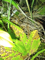 Auriscalpium vulgare