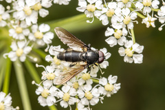 Cheilosia variabilis