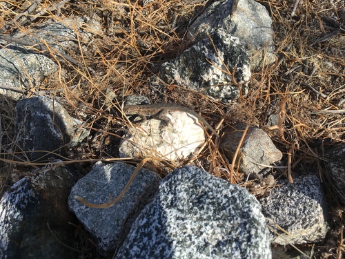 iNaturalist observation photo of Western Side-blotched Lizard