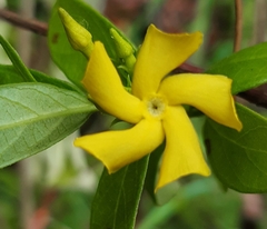 Mandevilla torosa