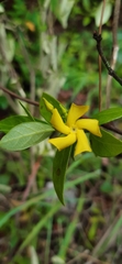 Mandevilla torosa