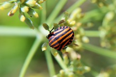 Graphosoma lineatum siciliensis