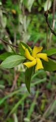 Mandevilla torosa