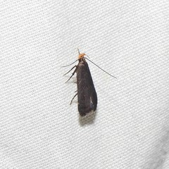 Dichomeris setosella