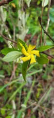 Mandevilla torosa