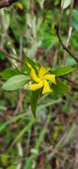 Mandevilla torosa