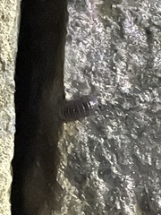 Armadillidium vulgare