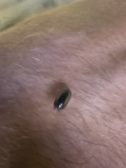 Armadillidium vulgare