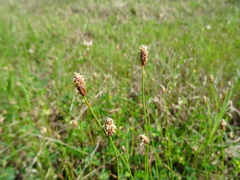Eleocharis montevidensis
