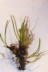 Isolepis caligenis