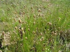 Eleocharis montevidensis