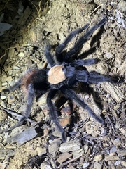 Brachypelma albiceps