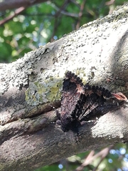 Catephia alchymista