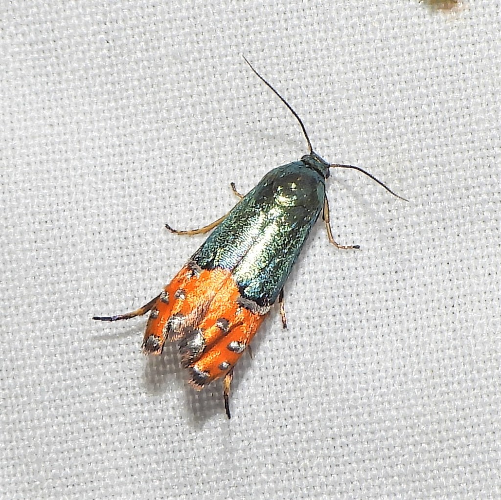 Lepidotarphius perornatella