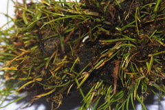 Isolepis caligenis