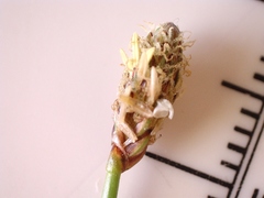 Eleocharis montevidensis