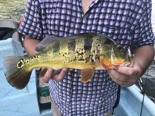 Amazone-pauwbaars (Cichla monoculus) — Cichlidae