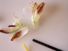 Eleocharis montevidensis