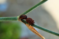 Graphosoma lineatum siciliensis