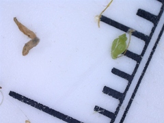 Eleocharis montevidensis