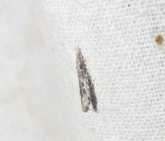 Batrachedra praeangusta