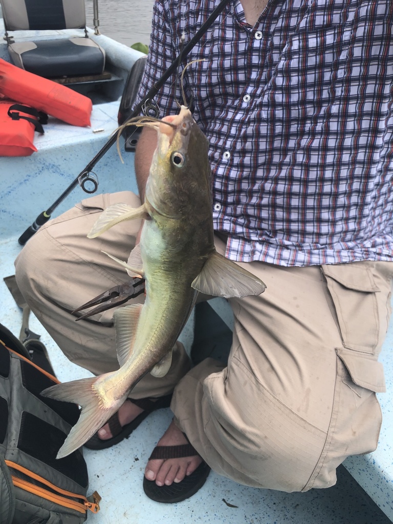 Besudo sea catfish
