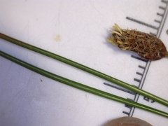 Eleocharis montevidensis