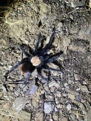 Brachypelma albiceps