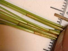 Eleocharis montevidensis