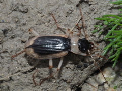 Nebria livida livida