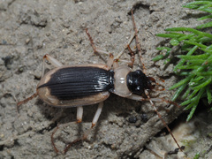 Nebria livida livida