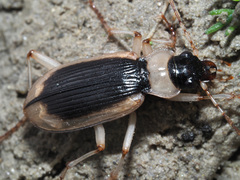 Nebria livida livida