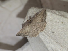 Taxeotis intermixtaria