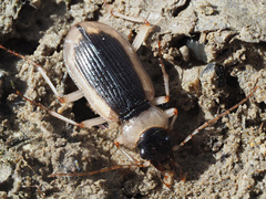 Nebria livida livida