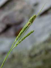 Carex virescens