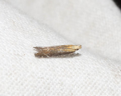 Monochroa cytisella