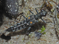 Stenus longipes