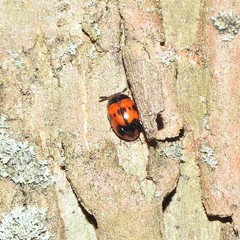 Diaperis nigronotata