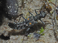 Stenus longipes