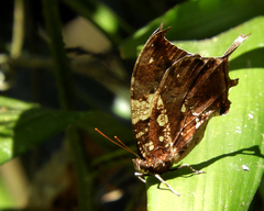 Hypna clytemnestra huebneri