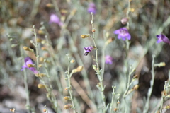 Penstemon californicus