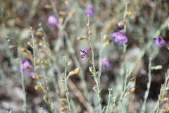 Penstemon californicus