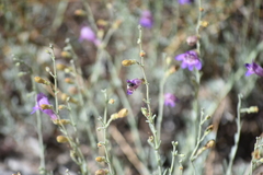 Penstemon californicus