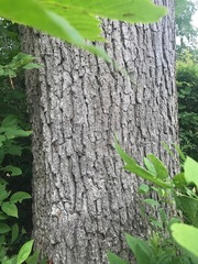 Lymantria dispar dispar