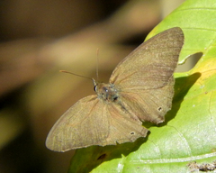Cissia phronius
