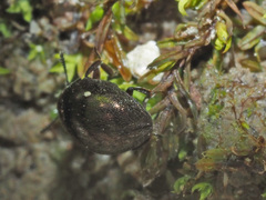 Lamprobyrrhulus nitidus