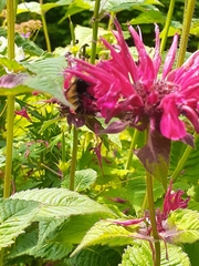 Bombus borealis image