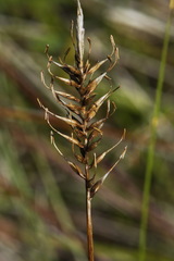 Carex edura