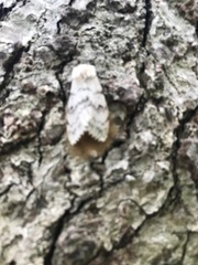 Lymantria dispar dispar