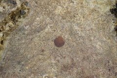 Leptolyngbya crosbyana